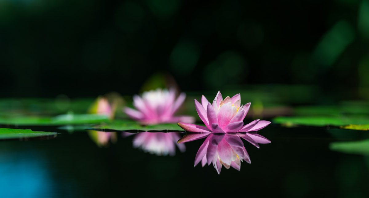 Pink water lilies reflecting on calm water.