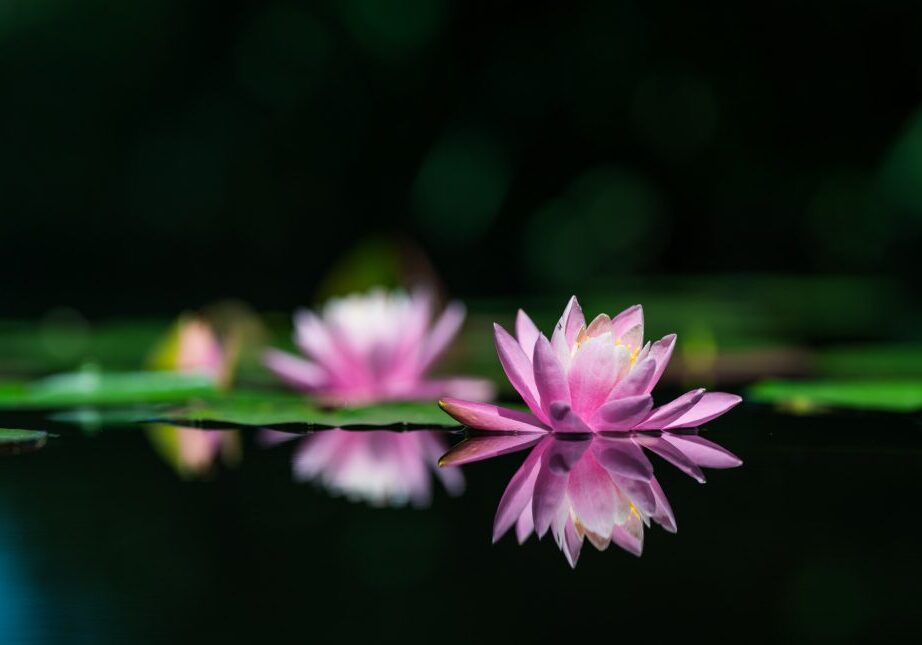 Pink water lilies reflecting on calm water.